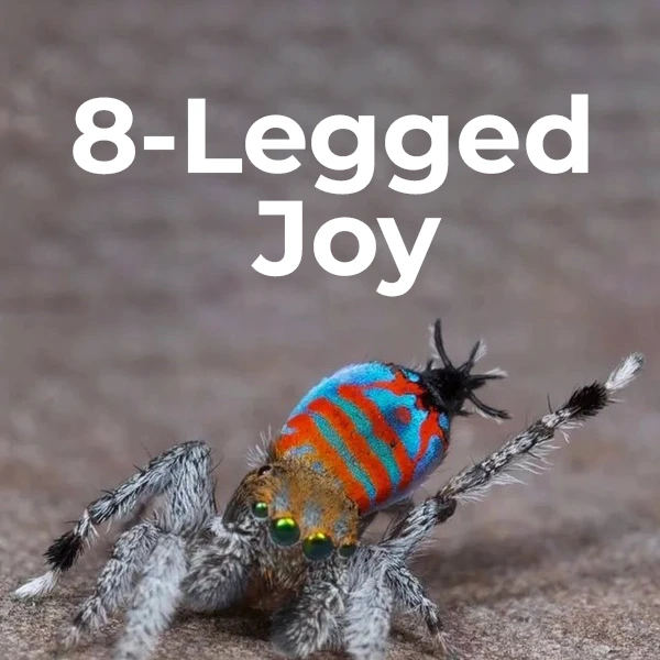 Eight legged joy spidergadget