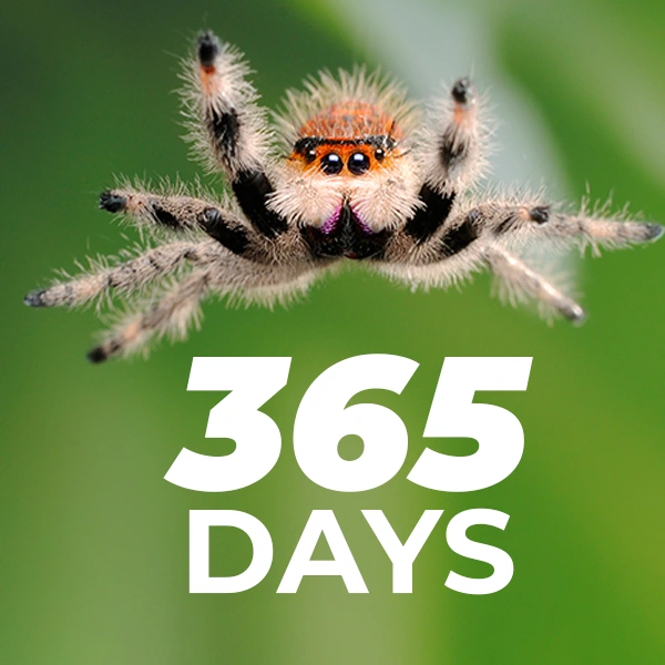 365 days spidergadget