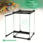 Crystalterr premium glass spider cage spidergadget