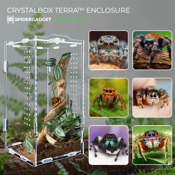 Crystalbox terra cage spidergadget